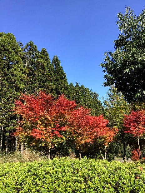 紅葉の美しい季節です